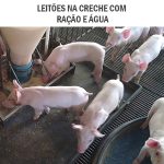 leitoes-na-creche