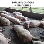 porcas-em-gestacao